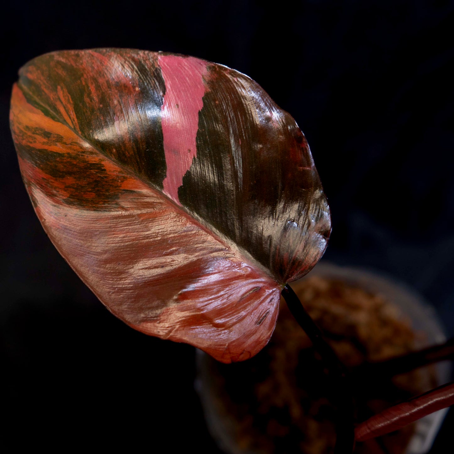 Philodendron 'Fire Princess' *EXACT PLANT*
