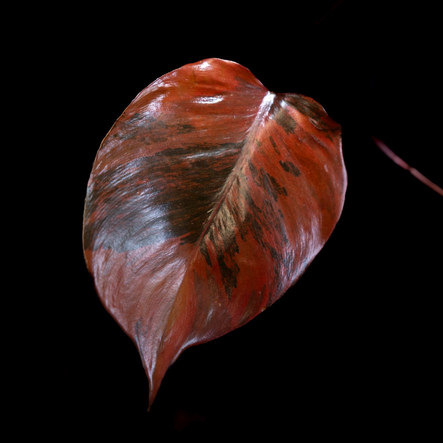 Philodendron 'Fire Princess' *EXACT PLANT*
