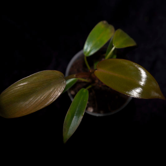 Philodendron Florida Bronze *Grower's Choice*
