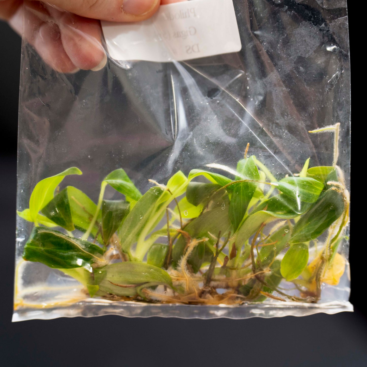 Philodendron Gigas Tissue Culture - 5 pk *Grower's Choice*