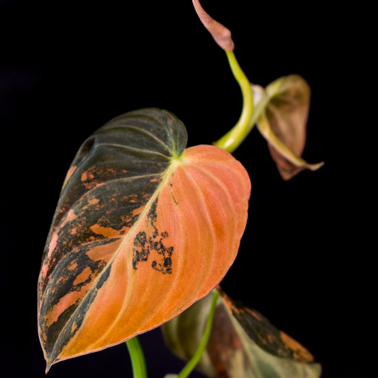 Philodendron Melanochrysum Orange Variegated *EXACT PLANT*