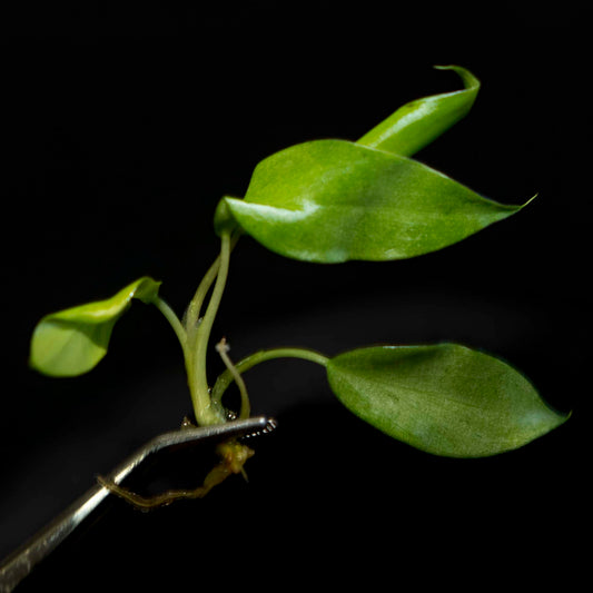 Philodendron Snowdrift - Tissue Culture Plantlet *Seller's Choice*