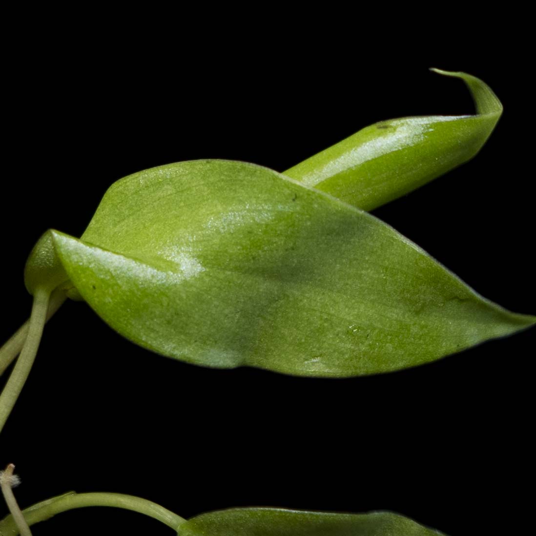 Philodendron Snowdrift - Tissue Culture Plantlet *Seller's Choice*