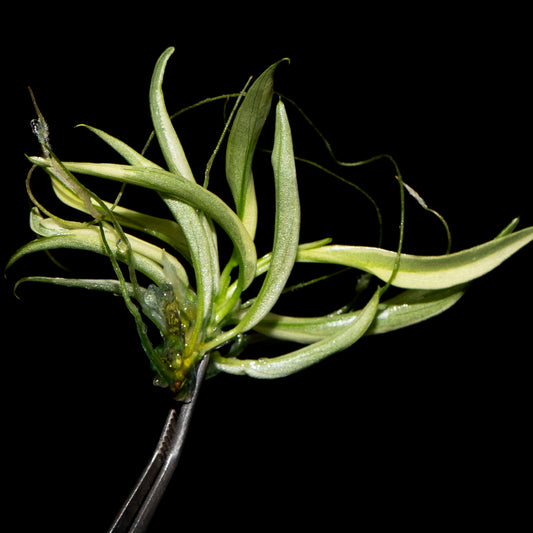 Philodendron Tortum Albo - Tissue Culture Plantlet *Seller's Choice*