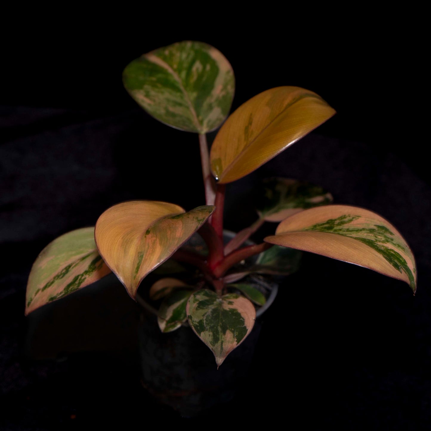 Philodendron Red Congo Variegated - *EXACT PLANT*