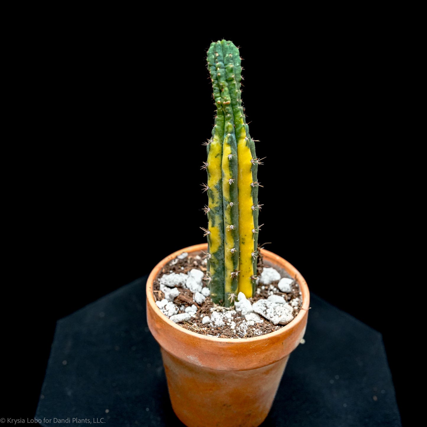 Echinopsis Pachanoi 'San Pedro' Cactus Variegated (SD54 Grower's Choice)