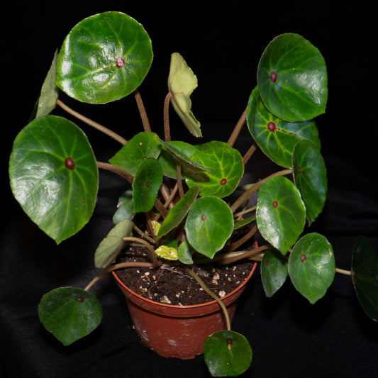 Begonia Conchifolia Rubrimacula *Grower's Choice*