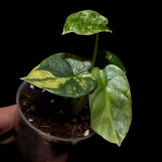 Alocasia Silver Dragon Aurea - Starter Plant *Grower's Choice*