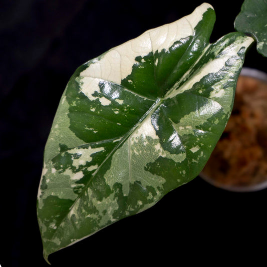 Alocasia 'Simpo' Albo Variegated - Starter Plant *Grower's Choice*