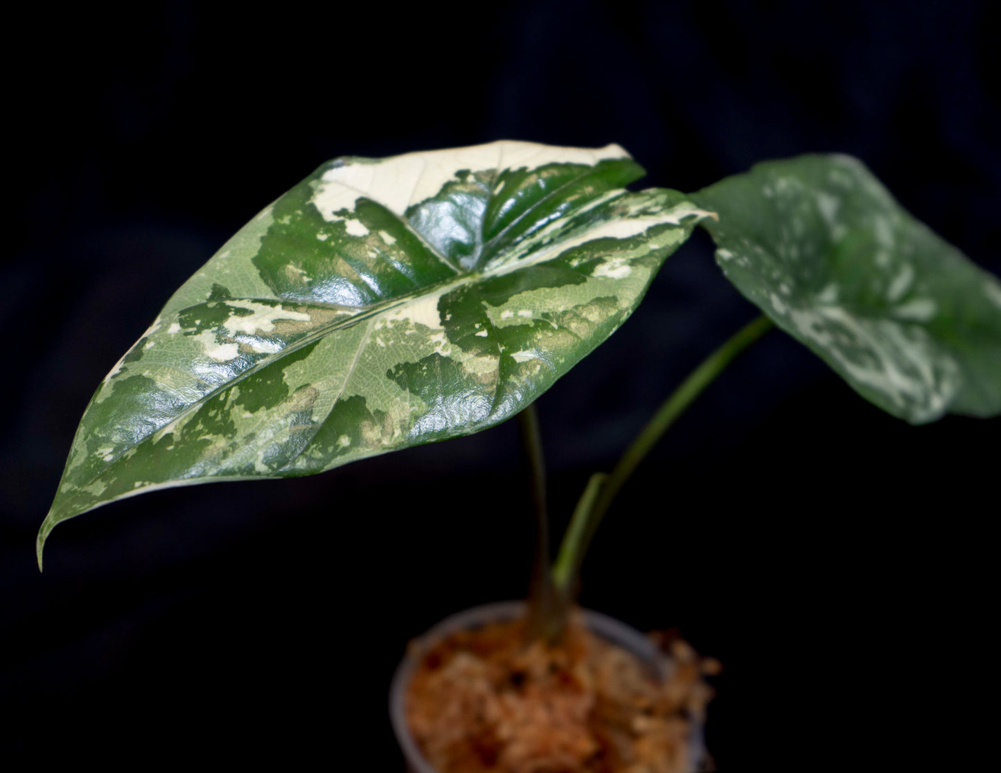 Alocasia 'Simpo' Albo Variegated - Starter Plant *Grower's Choice*