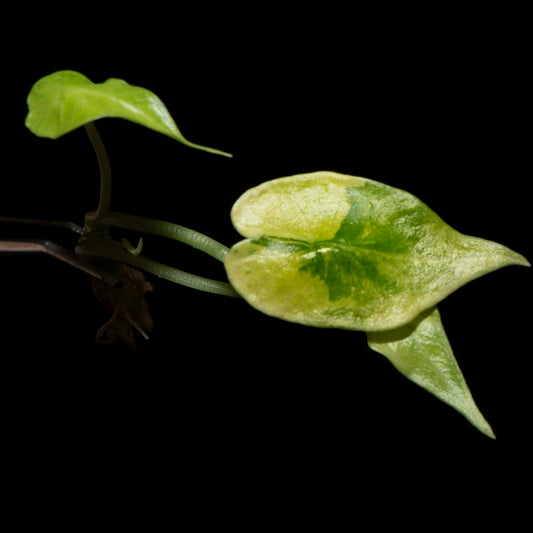 Alocasia Simpo Aurea - Tissue Culture Plantlet *Seller's Choice*