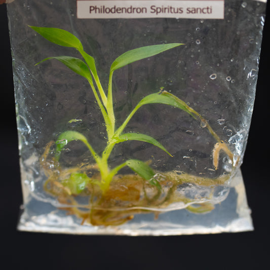 Philodendron Spiritus Sancti Tissue Culture Plantlet *Seller's Choice*