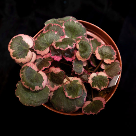 Saxifraga stolonifera 'Strawberry Begonia' Variegated *Grower's Choice*