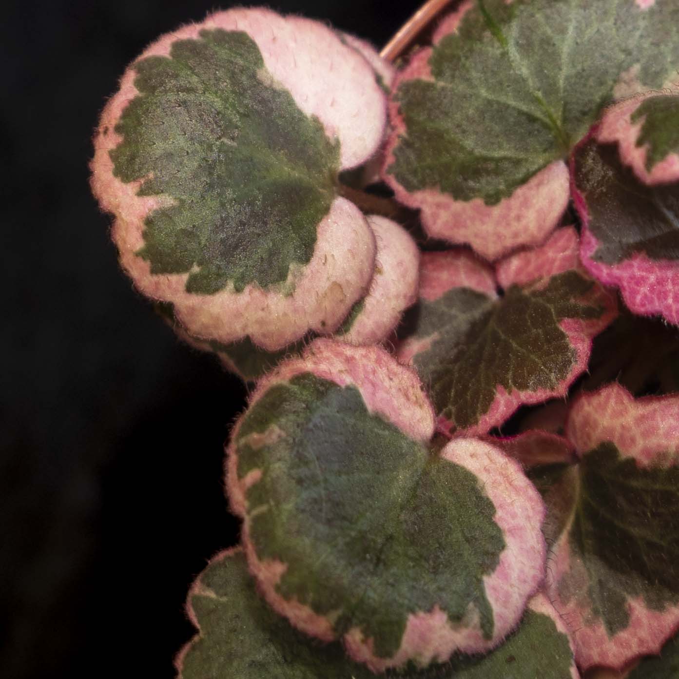 Saxifraga stolonifera 'Strawberry Begonia' Variegated *Grower's Choice*