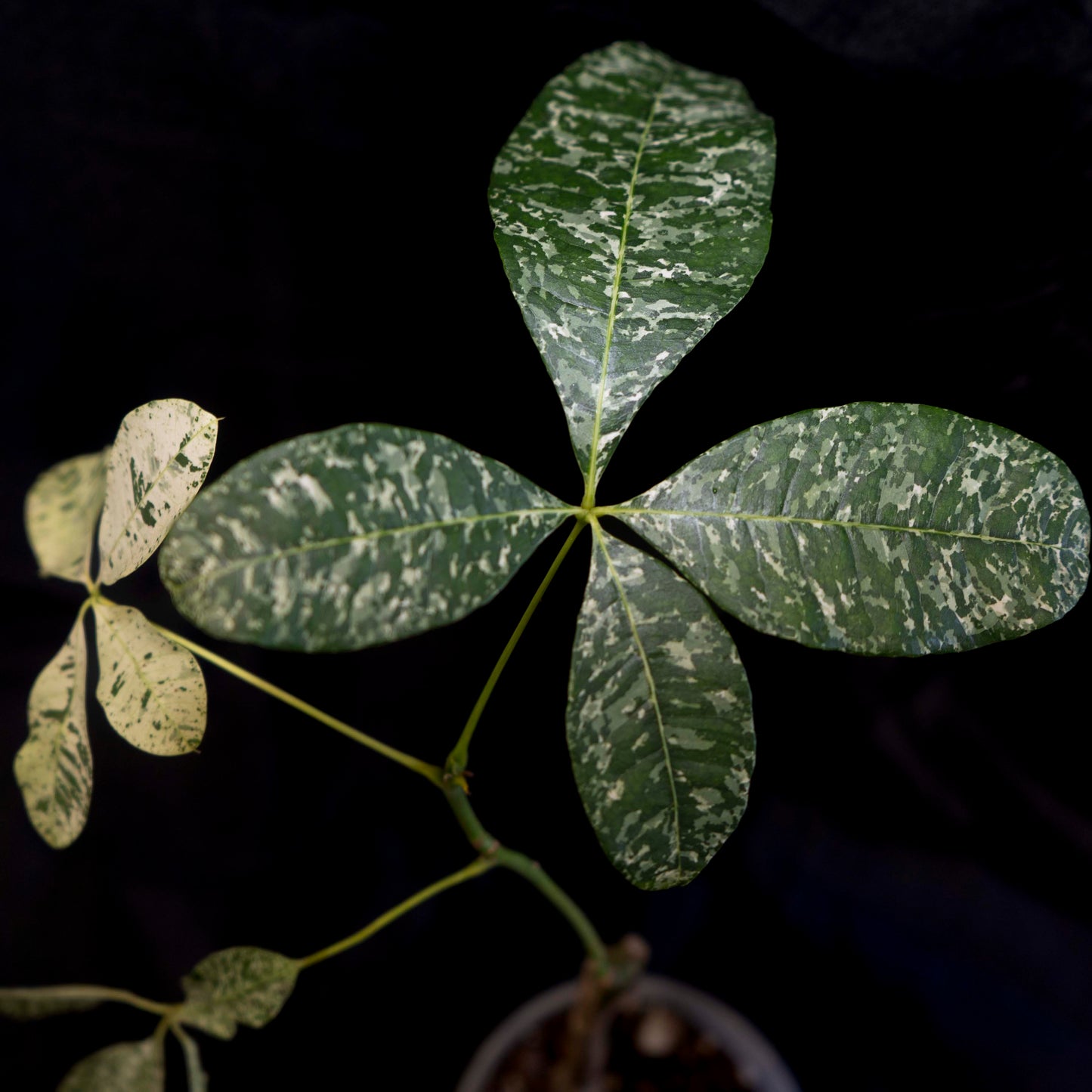Pachira glabra 'Money Tree' variegated *Grower's Choice*