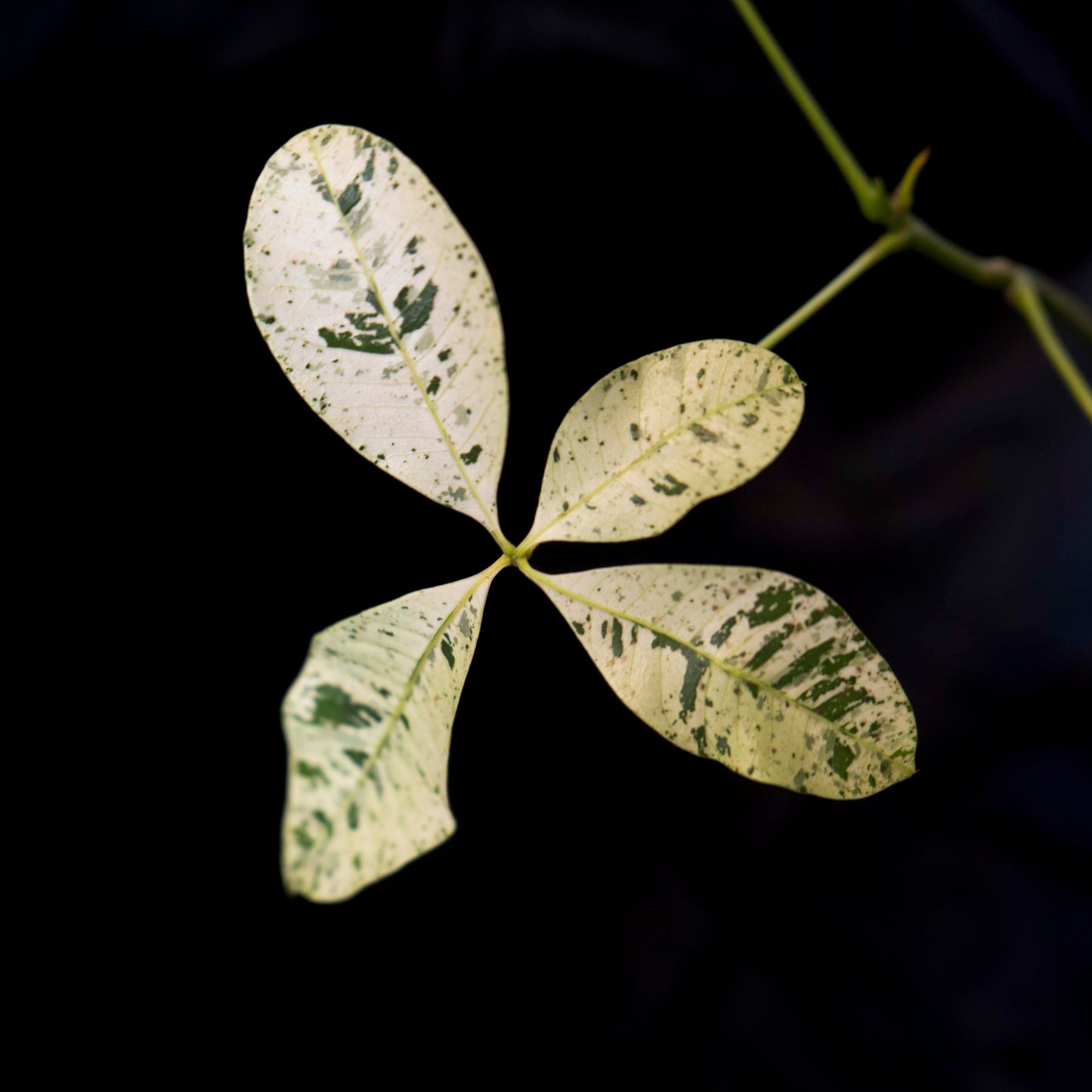 Pachira glabra 'Money Tree' variegated *Grower's Choice*