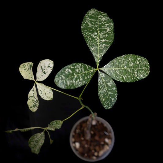 Pachira glabra 'Money Tree' variegated *Grower's Choice*