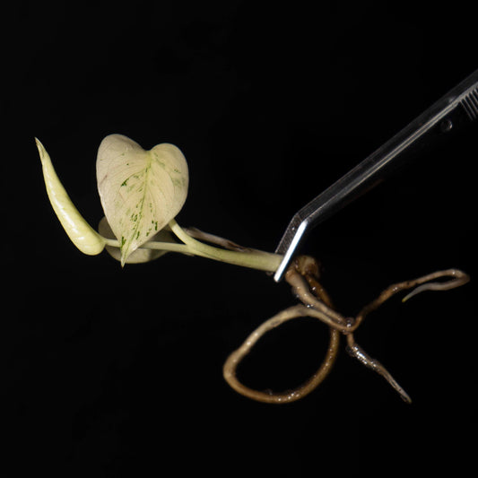 Monstera deliciosa 'White Monster' Tissue Culture Plantlet *Seller's Choice*
